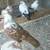 Warsaw butterfly pigeons 3 thumbnail