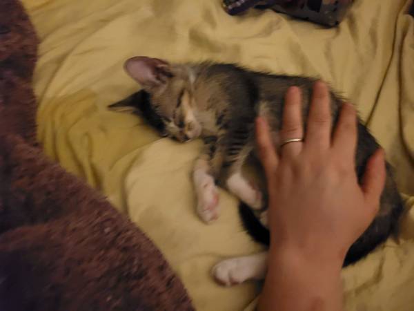 Tender kitten (Long Beach)63893601634946121