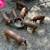Red Wattle Pigs 1 thumbnail