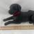 Black Lab Retriever - DAF 24A - 14" L x 6" W x 7" H 2 thumbnail