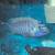 African cichlids, blue ,OB PEACOCKS 6 thumbnail