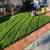 Rodriguez gardening 23 thumbnail
