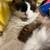 2 ragdolls cats 1 thumbnail