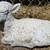 VINTAGE PAINTED WHITE SHABBY CONCRETE OLD CEMENT LAMB SHEEP STATUE 1 thumbnail