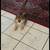 Akc Pomeranian Puppy 1 thumbnail