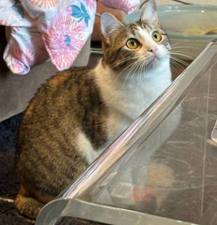 Beautiful fun one year old cats (Seattle)63862434821377123