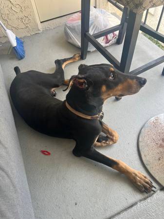 Dobermann 9 months (San Diego)63955993649538120