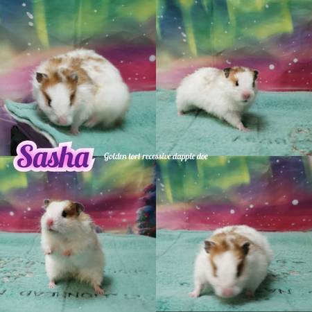 Rehoming hamsters (Council Bluffs)63670824008195120