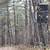120± Acres – Timber & Hunting Tract – Income Producing Land 4 thumbnail