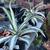 Agave Plants - multiple varieties 7 thumbnail