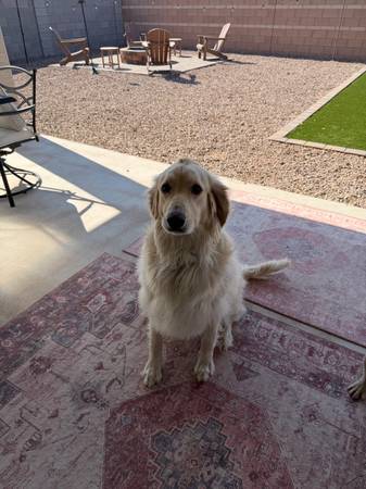 Goldendoodle63967288787459120