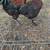 Black copper maran roosters 10 thumbnail