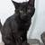 Sweet Black Kitten Ready for New Home 🐾 1 thumbnail