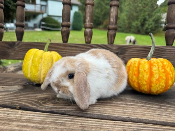 Holland Lop Bunnies (Snohomish-woodinville)