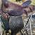 Western Horse Saddles 3 thumbnail