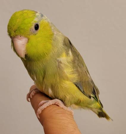 Young Parrotlets 1