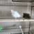 Canaries 4 thumbnail