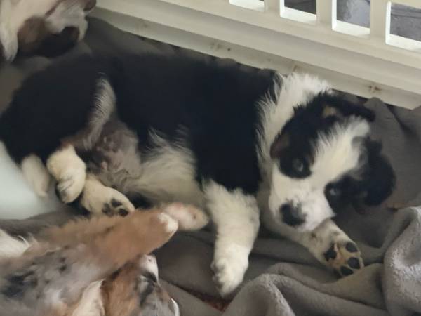 rehoming puppies (Port Saint Lucie)63832903210115123