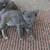 Sweet barn kittens 1 thumbnail