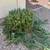 Yard clean up en repair drip system 7 thumbnail
