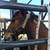 Horse Training 3 thumbnail