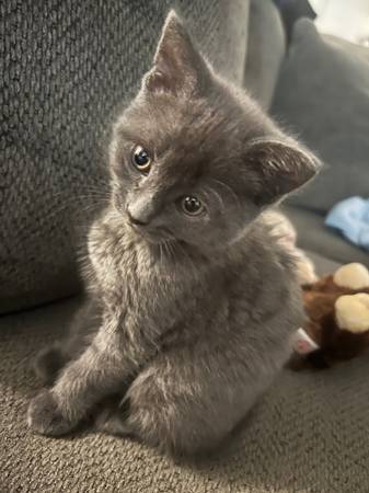 Gray kitten 1