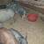 PIGS, 3 black and red pigs 6 thumbnail