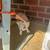 Male rabbit 3 thumbnail