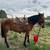6 yr old Mustang Gelding For Sale 2 thumbnail