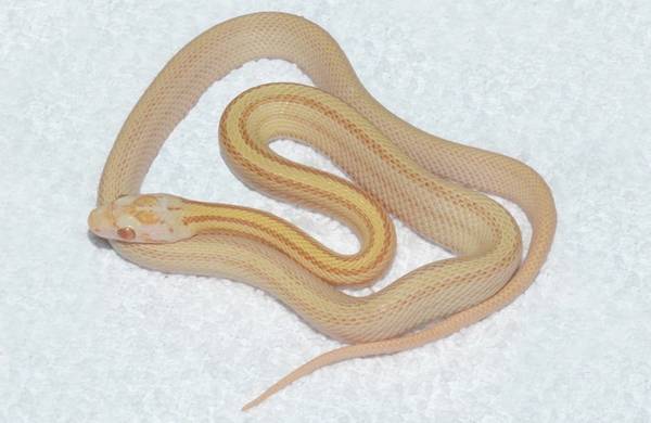 Female Butter Stripe Cornsnake with entire 40 Gal Enclosure (Huntsville)64151734230017123