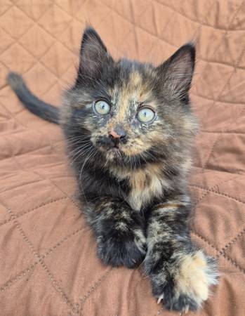 BLACK/TORTI MC KITTENS (Lacey)63697527293953121