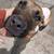 6 month, Female, Cane Corso/Mastiff mix 2 thumbnail