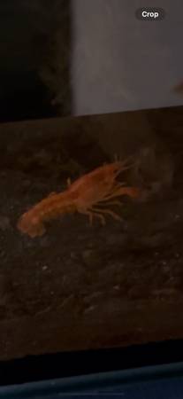 2 dwarf mexican crayfish 1