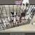 6 weeks Bull terrier 2 thumbnail