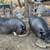 Friendly Pot Belly Piggy's Petting Zoo Retiree's 6 thumbnail