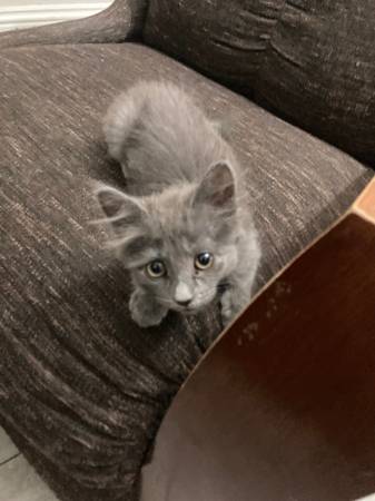 Rehoming kitten (Las vegas)63907417510402121