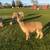 Suri Alpacas  for sale 5 thumbnail