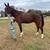Grade Gelding not gaited 6 thumbnail
