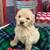 Goldendoodle 1 thumbnail