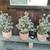 Plants 6 thumbnail