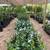 Valley Lemon Trees - 2 Feet Tall - Over 50 Citrus Varieties in stock 3 thumbnail
