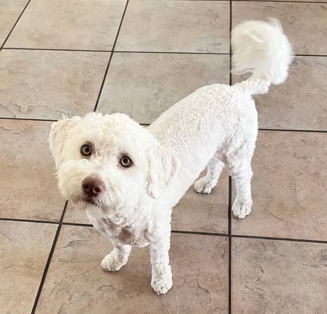Rehoming 2 year old cavapoo (Las Vegas)63860183404035124