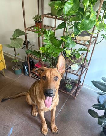 Rehoming German Shepherd (DTLA)63829899962369122