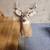 8 Point Deer Mount! 1 thumbnail