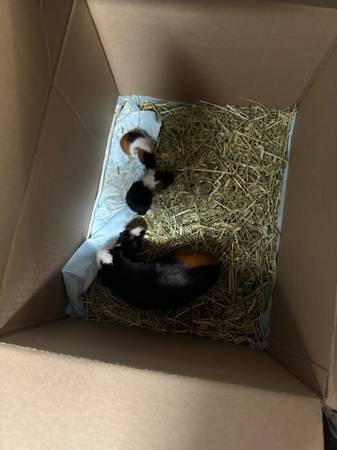 Kittens and guinea pigs (San Diego)64170247150211122