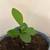 Lemon Seedling/柠檬幼苗 (Indoor) For Sale 2 thumbnail
