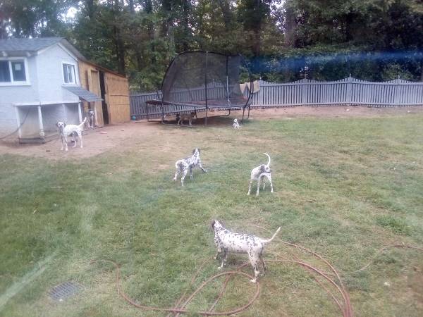 Sweet dalmatian puppies need a home! (Jonesboro)63987243865474123