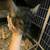Chinchilla 1 thumbnail