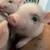 Micro Mini Pigs 5 thumbnail