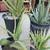 American Agave Cactus Plants Plus Many More!!! 18 thumbnail